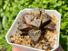 Load image into Gallery viewer, Haworthia splendens aries (rooted with pot) | 白羊座 (已服盆)