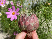 Load image into Gallery viewer, Echeveria La jolla beautiful flower