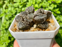 Load image into Gallery viewer, Haworthia Mordor (rooted with pot) | 魔多寿 (已服盆)