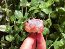 Load image into Gallery viewer, Echeveria Suryeon | 莎莎女王