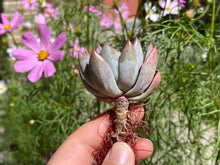 Load image into Gallery viewer, Echeveria-Yeomiwol