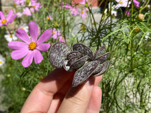 Load image into Gallery viewer, Adromischus maculatus image