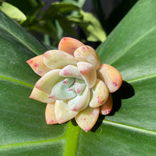 Load image into Gallery viewer, Chiyo