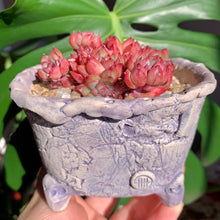 Load image into Gallery viewer, Echeveria Mebina | 女雏