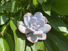 Load image into Gallery viewer, echeveria laui flower