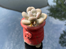 Load image into Gallery viewer, pachyphytum-oviferum-tsukibijin2