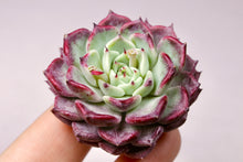 Load image into Gallery viewer, Echeveria Sarahime | 莎罗姬牡丹