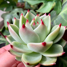 Load image into Gallery viewer, Echeveria Blue Dragon | 蓝龙