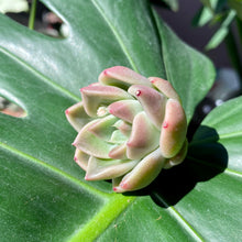 Load image into Gallery viewer, Quartz | 石英