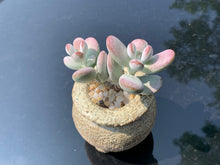 Load image into Gallery viewer, Cotyledon orbiculata (rooted with pot) | 乒乓福娘 (已服盆)
