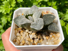 Load image into Gallery viewer, (rooted with pot)