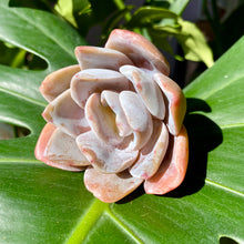 Load image into Gallery viewer, Echeveria Bambino | 芭比诺