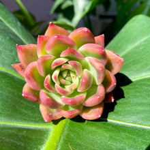 Load image into Gallery viewer, Echeveria agavoides Prolifera | 相府莲