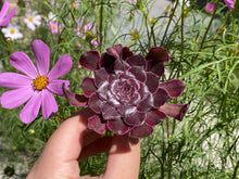 Load image into Gallery viewer, Aeonium Mardi Gras - single head