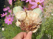 Load image into Gallery viewer, Greenovia aurea sp-2