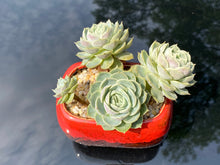 Load image into Gallery viewer, echeveria-onslow-rooted-with-pot2