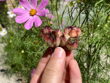 Load image into Gallery viewer, Echeveria pulidonis