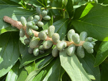 Load image into Gallery viewer, Sedum hernandezii flower