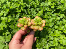 Load image into Gallery viewer, sedum-lucidum-Obesum