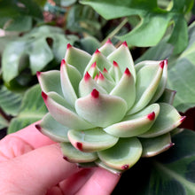 Load image into Gallery viewer, Echeveria Blue Dragon | 蓝龙