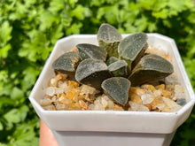 Load image into Gallery viewer, Haworthia pygmaea 'Ice Drill' images