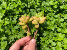 Load image into Gallery viewer, sedum-lucidum