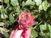 Load image into Gallery viewer, Echeveria spp. (Xiangfei) | 香妃