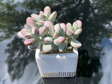 Load image into Gallery viewer, Cotyledon orbiculata (rooted with pot) | 乒乓福娘 (已服盆)