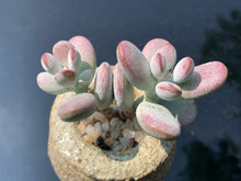 Load image into Gallery viewer, Cotyledon orbiculata (rooted with pot) | 乒乓福娘 (已服盆)