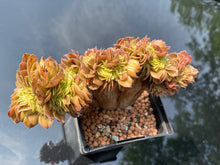 Load image into Gallery viewer, aeonium-halloween-crested2