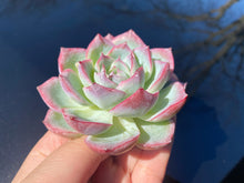 Load image into Gallery viewer, Echeveria silhouette | 侧影