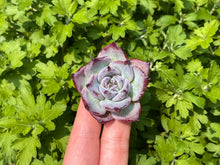 Load image into Gallery viewer, echeveria-blacksabath