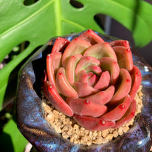 Load image into Gallery viewer, Echeveria Champagne | 香槟