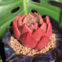 Load image into Gallery viewer, Echeveria Champagne | 香槟