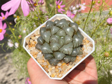 Load image into Gallery viewer, (rooted with pot) images