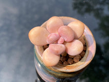 Load image into Gallery viewer, graptopetalum-amethystinum2