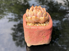 Load image into Gallery viewer, echeveria-mexensis-zaragosa3