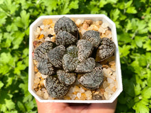 Load image into Gallery viewer, Haworthia Mordor (rooted with pot) | 魔多寿 (已服盆)