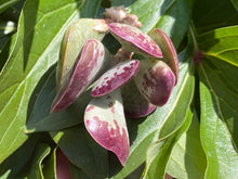 Load image into Gallery viewer, 'Calico Hearts' flower