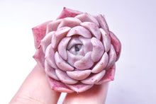 Load image into Gallery viewer, Colina