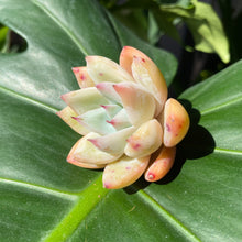 Load image into Gallery viewer, Chiyo