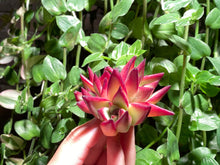 Load image into Gallery viewer, Echeveria Agavoides Red Sandalwood | 红檀