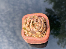 Load image into Gallery viewer, echeveria-mexensis-zaragosa2