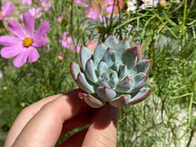 Load image into Gallery viewer, Echeveria Yeomiwol  image