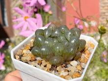 Load image into Gallery viewer, copy-of-haworthia-cooperi