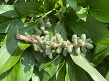 Load image into Gallery viewer, Sedum hernandezii