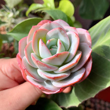 Load image into Gallery viewer, Echeveria Brinks Blue | 布鲁蓝