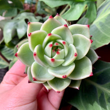 Load image into Gallery viewer, Echeveria Blue Dragon | 蓝龙