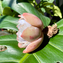 Load image into Gallery viewer, Echeveria Bambino | 芭比诺