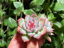 Load image into Gallery viewer, Echeveria chihuahuaensis hyb. cluster (Peach) | 水蜜桃